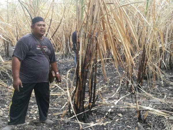 Jaafar melihat pokok tebu yang terbakar.
