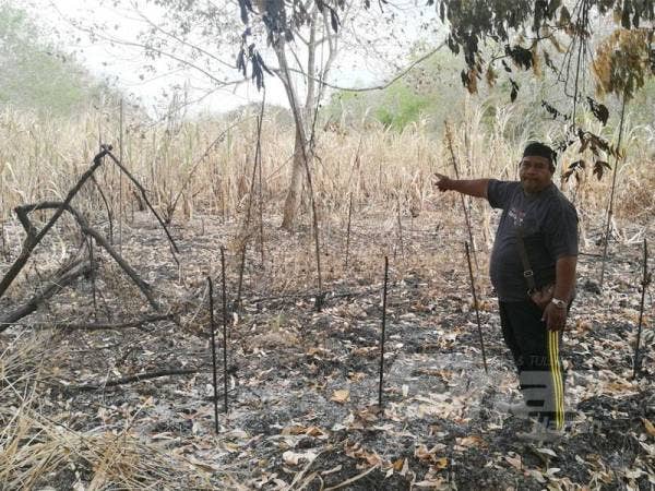 Jaafar menunjukkan ladang tebunya yang musnah.