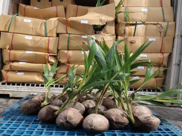  Anak  benih pokok  kelapa  berpenyakit dari Vietnam disita