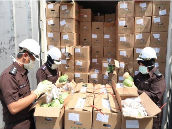 Anggota Maqis yang memeriksa sebuah kontena yang membawa masuk dagangan kobis dari China sebelum menemui serangga perosak Plutella. - Foto Maqis Selangor