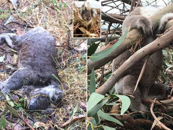 Antara koala yang ditemui mati akibat perbuatan pihak tidak bertanggungjawab menebang habitat haiwan itu secara berleluasa di Australia. - Foto Agensi