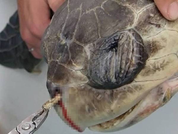 Video seekor penyu yang menderita selepas straw plastik tersumbat di dalam hidungnya menjadi tular baru-baru ini.
