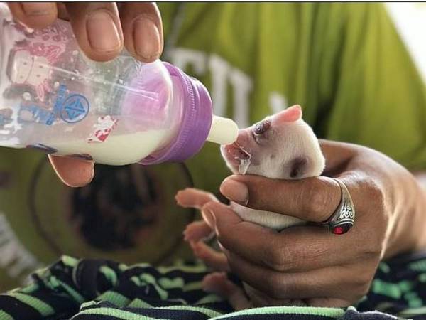 Anak anjing itu menyusu menggunakan botol- Foto Viral Press