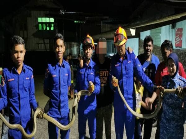 Anggota APM menunjukkan sepasang ular tedung yang ditangkap di Kampung Padang Air semalam.