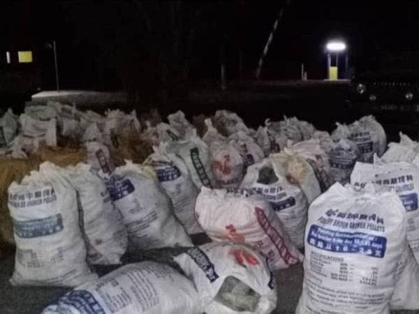 PGA merampas 76 guni berisi daun ketum dalam serbuan di sebuah kandang lembu di Kampung Sena, Padang Besar, Perlis kelmarin.