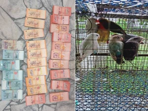 Wang tunai bernilai RM50,000 yang dirampas dan burung pelbagai spesies yang dirampas di Sematan, Lundu Sarawak semalam.