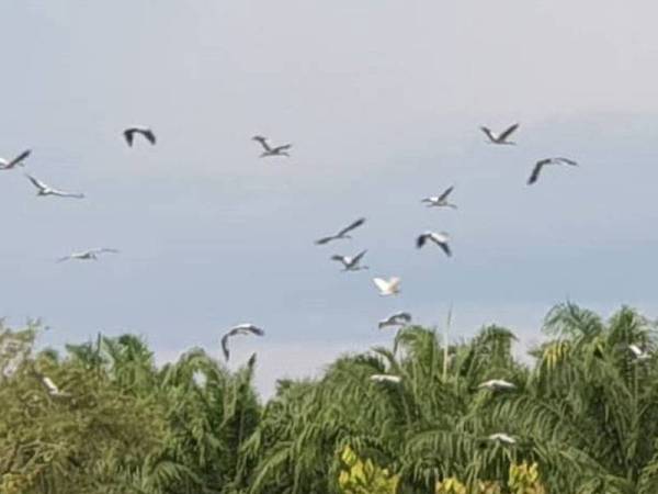 Fenomena ratusan burung hijrah menjadikan kawasan sawah padi di Kampung Gintong, di sini sebagai lokasi persinggahan sejak minggu lalu.
