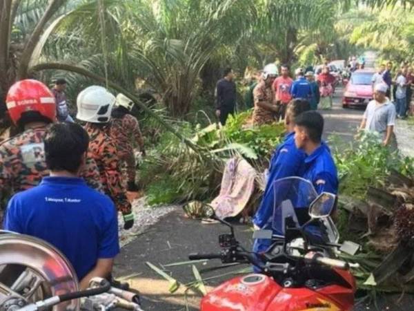 Tiga beranak maut dihempap pokok tumbang di Jalan Batu Putih, Batu Pahat pagi tadi.