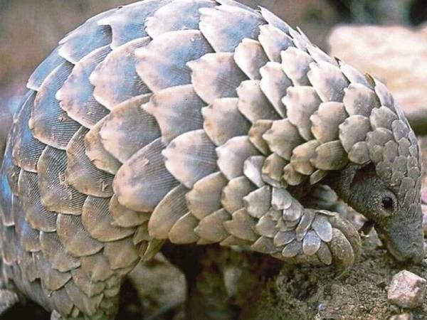 Haiwan berkenaan merupakan sumber makanan dan ubat-ubatan tradisional berharga di Asia. - Foto Agensi