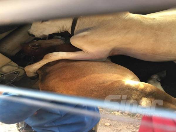 Tiga ekor lembu yang disumbat dalam MPV berada dalam keadaan lemah dipercayai kesan ubat pelali.
