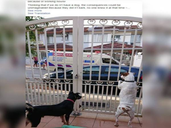 Dua ekor anjing ini berjaya menyelamatkan seorang pegawal keselamatan dan menerima rawatan di hospital. - Foto Facebook Emay Chan