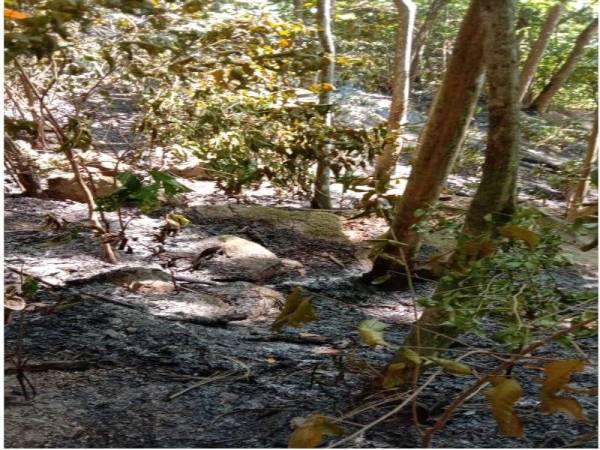 Terdapat beberapa batang pokok dan daun-daun kering terbakar dalam kejadian pagi tadi.