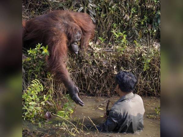 Orang utan hulurkan tangan kepada lelaki yang berada di dalam sungai. - Foto Anil Prabhakar / SWNS