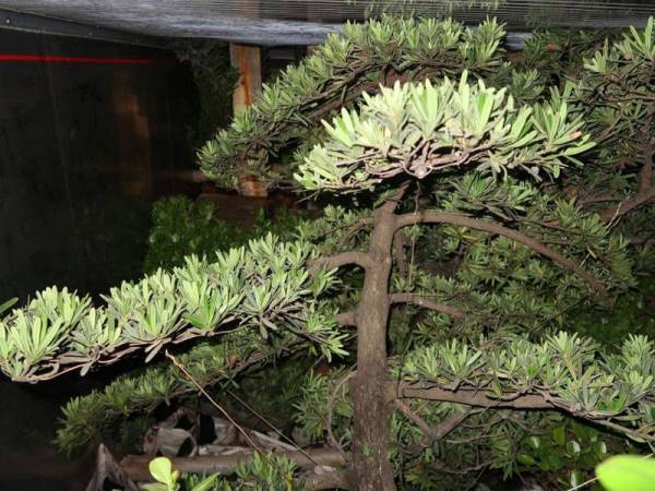 Antara pokok hiasan yang dirampas dalam pemeriksaan tersebut. Foto: Ihsan Maqis Selangor