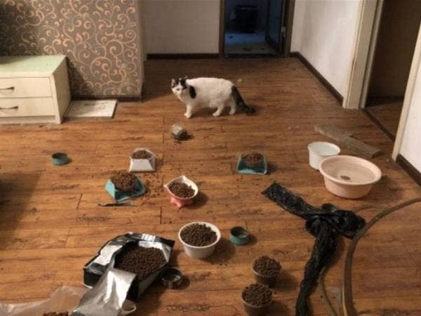 Sekatan pergerakan keluar masuk di Wuhan, China susulan wabak koronavirus menyebabkan ribuan haiwan peliharaan terpisah dengan tuannya. - Foto: Wuhan Pet Life Online