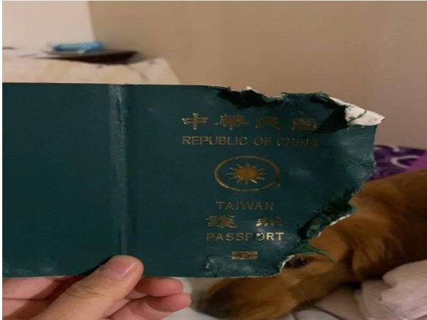 Seekor anjing peliharaan bernama Kimi telah menyelamatkan pemiliknya daripada berkunjung ke bandar Wuhan, China yang merupakan lokasi tercetusnya wabak koronavirus.