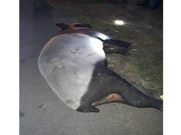 Tapir jantan seberat 200kg mati dilanggar kenderaan di Jalan Mersing-Jemaluang berhampiran ILP Mersing kelmarin.