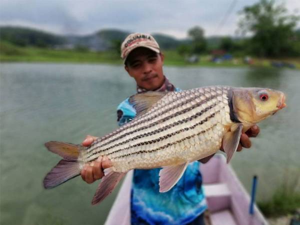 Nelayan sungai dan pemancing di Pahang dilarang menangkap ikan temalian bermula Februari hingga April bagi memastikan ikan yang diancam kepupusan itu mempunyai cukup masa untuk membiak dan bertelur. - Foto Umpan
