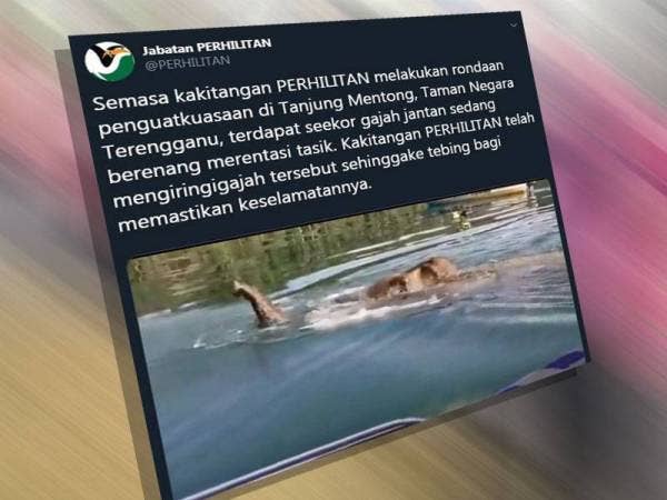 Paparan Twitter Perhilitan mencuri perhatian netizen.