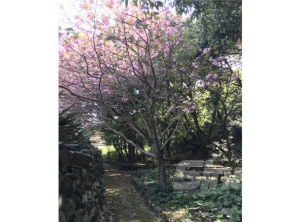 POKOK sakura merimbun yang menghiasi Taman Omura.