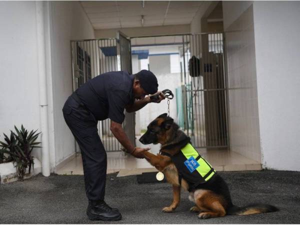 Lao Wu, anjing baka German Shepherd bersama pengendalinya Sarjan S Sanmugam yang diberi penghormatan pingat 'Jasamu Dikenang’ ketika ditemui Bernama di Seksyen K9 IPK Pahang di sini hari ini. - Foto: Bernama