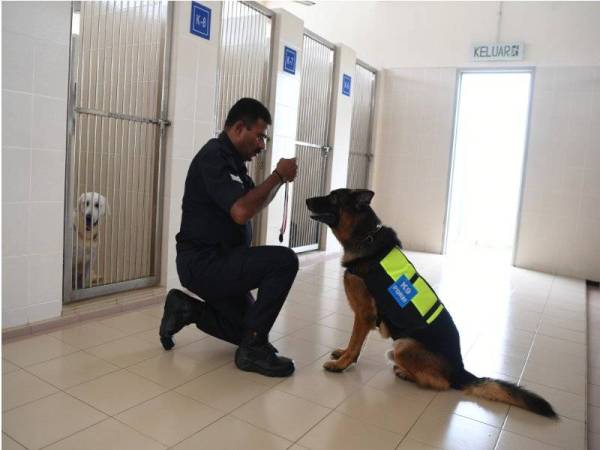 Lao Wu, anjing baka German Shepherd bersama pengendalinya Sarjan S Sanmugam yang diberi penghormatan pingat 'Jasamu Dikenang’ ketika ditemui Bernama di Seksyen K9 IPK Pahang di sini hari ini.  - Foto: Bernama