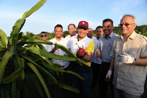Timbalan Menteri Hal Ehwal Ekonomi Dr Mohd Radzi Md Jidin menunjukkan buah naga hasil tanaman yang diusahakan oleh seorang anak peneroka Felda Sahabat Fadzly Sultan, ketika melakukan lawatan di Felda Sahabat dekat sini. -Foto Bernama