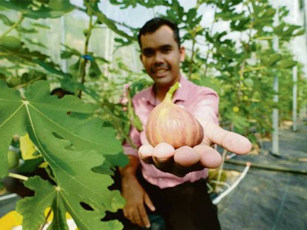Hawari menunjukkan buah tin yang dipetik untuk dibungkus di ladangnya di Ipoh Figs Farm dekat Ulu Chepor, Ipoh.