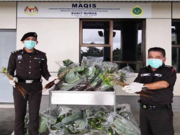 Antara anak benih durian yang berjaya dirampas.