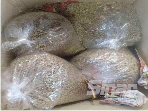 Biji kopi dari Thailand yang dirampas pada 3 Februari lalu.