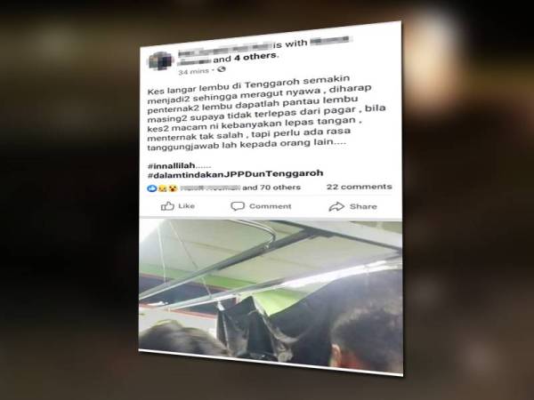 Netizen menyelar sikap penternak lembu yang didakwa lepas tangan membiarkan lembu berkeliaran hingga mengakibatkan kemalangan.