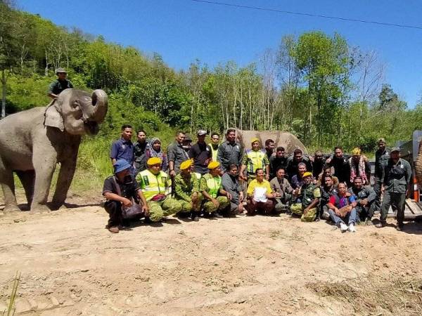 Perhilitan berjaya memindahkan Awang Perah selepas ditangkap Khamis lalu.