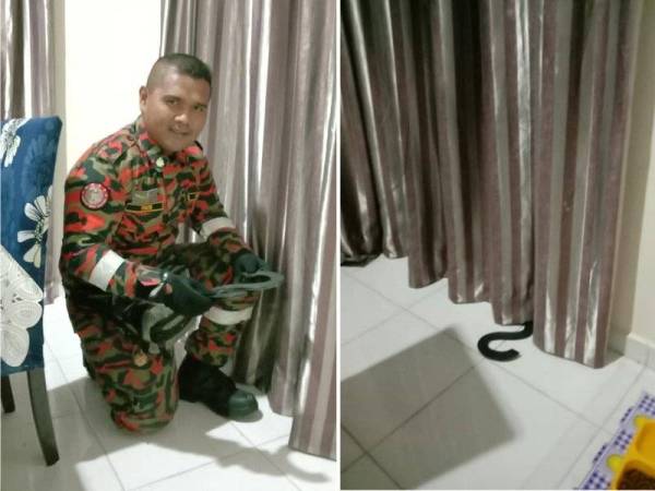 Anggota bomba menangkap 'binatang' disangka ular, rupa-rupanya hanya penyepit langsir berbentuk S.