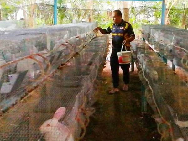 Wan Arisi berjaya menjana pendapatan berjumlah RM5,000 sebulan melalui hobi menternak arnab.
