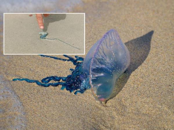 Obor-obor beracun yang dikenali sebagai Portuguese man o' war.