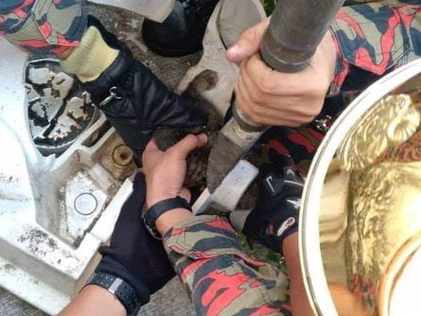 Anggota bomba menggunakan peralatan khas bagi mengeluarkan anak kucing yang tersekat kepalanya di singki dapur di Taman Pulai Indah, Johor Bahru.