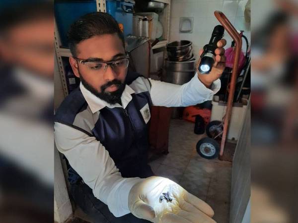 Pegawai MBPP menunjulkan najis tikus yang dijumpai di salah sebuah restoran dalam operasi tadi.