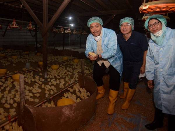 Dr Afif (kiri) menunjukkan anak ayam pada lawatannya ke Ladang Tertutup Hwa Huat Livestock Industrial Sdn Bhd hari ini.
- BERNAMA