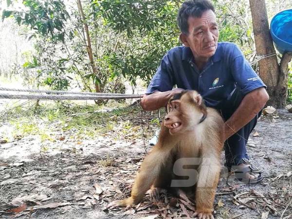 Matt Yusof runsing kerana seekor beruk berusia empat tahun (Abu) dibeli hasil 'jasa' Mamat tidak pandai memetik kelapa sekaligus tidak membantunya dalam menjana pendapatan.