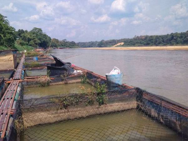 Pengusaha sangkar ikan patin di Sungai Pahang di Temerloh alu-alukan hasrat kerajaan negeri untuk membawa keluar ikan itu bagi pasaran antarabangsa