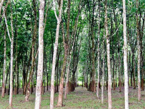 Gambar hiasan. Foto: 123rf