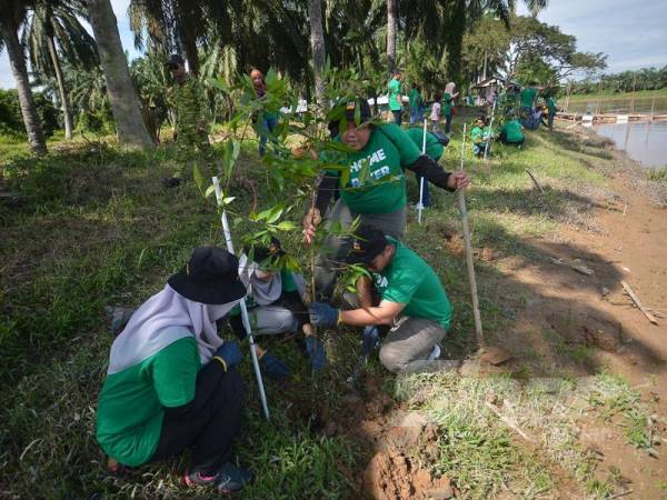 Sebahagian peserta menanam pokok berembang yang menjadi habitat kelip-kelip di tebing sungai di Kampung Asahan Batu 8, Kuala Selangor.