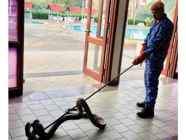 Ular sawa batik yang dikesan berada dalam sebuah kawasan hotel di Bedong semalam.