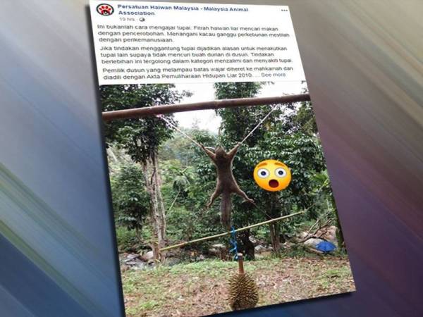Paparan Facebook Persatuan Haiwan Malaysia mengecam tindakan si pelaku kerana mengikat seekor tupai dan digantung dipercayai sebagai hukuman kerana mencuri durian.