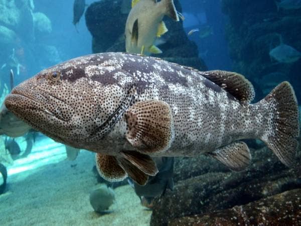 Antara spesies ikan yang ditangkap. - Foto ASRA JUMADI RAMLEE dan KRMBSA