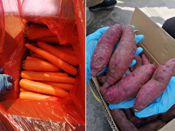 Ubi keledek dan lobak merah antara yang dirampas hasil operasi bersepadu pegawai penguat kuasa Maqis di pintu masuk Pelabuhan Klang Utara.