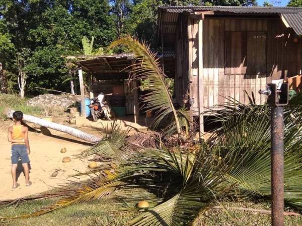 Struktur bumbung rumah penduduk rosak dihempap oleh pokok kelapa yang tumbang di tolak gajah di RPS Kemar. - Foto pembaca