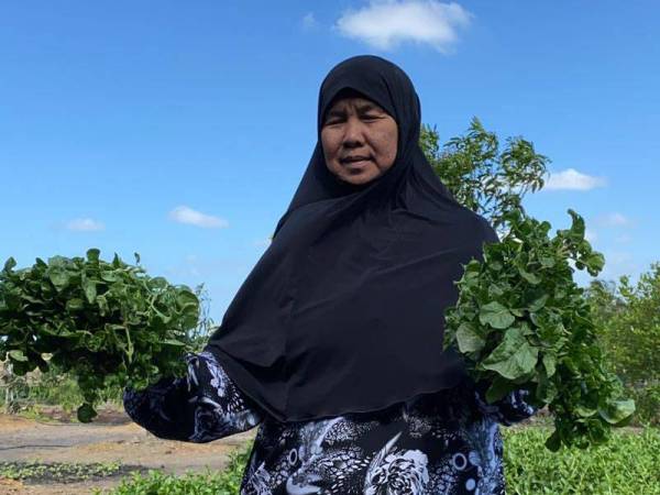 Siti Asa menunjukkan sayur-sayuran yang ditanam di kawasan rumahnya.