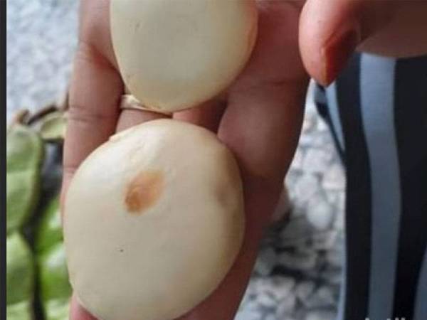 Biji 'petai' berwarna putih dan rasanya pahit.