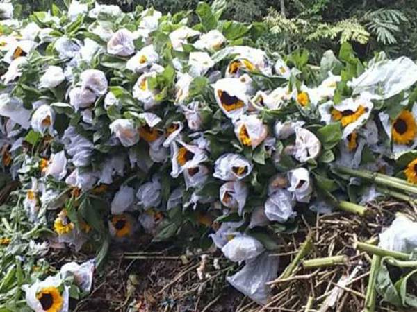 Bunga matahari yang terpaksa dibuang.